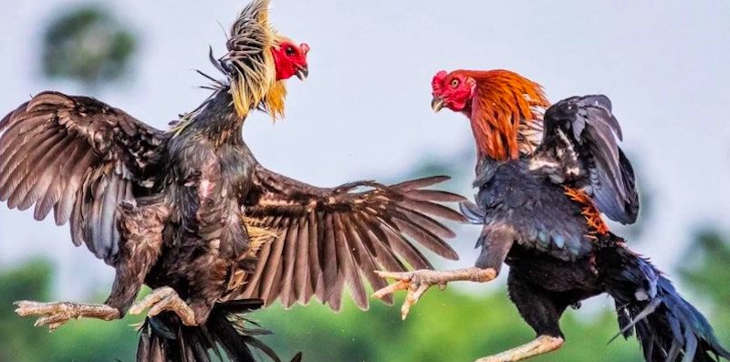 Cao thủ lựa chọn cửa cược chính xác trong đá gà